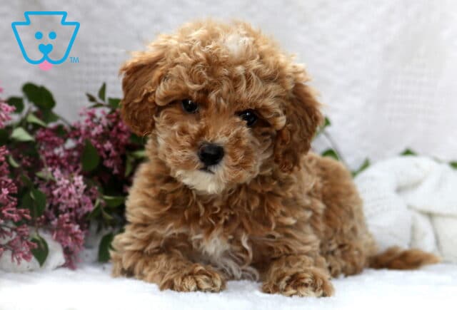Sweet-faced apricot Mini Poodle puppy with soft curls and a white chin, laying beside purple lilacs on a white surface. image