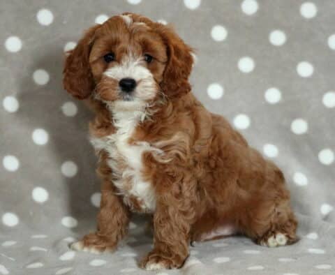 Adorable Cavapoo puppy with a rich reddish-brown and white coat, sitting on a gray blanket with white polka dogs and looking directly at the camera, with soft, expressive eyes.