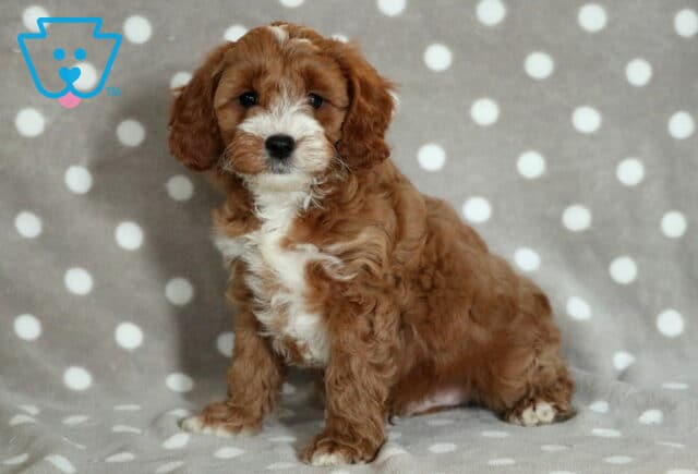 Adorable Cavapoo puppy with a rich reddish-brown and white coat, sitting on a gray blanket with white polka dogs and looking directly at the camera, with soft, expressive eyes. image