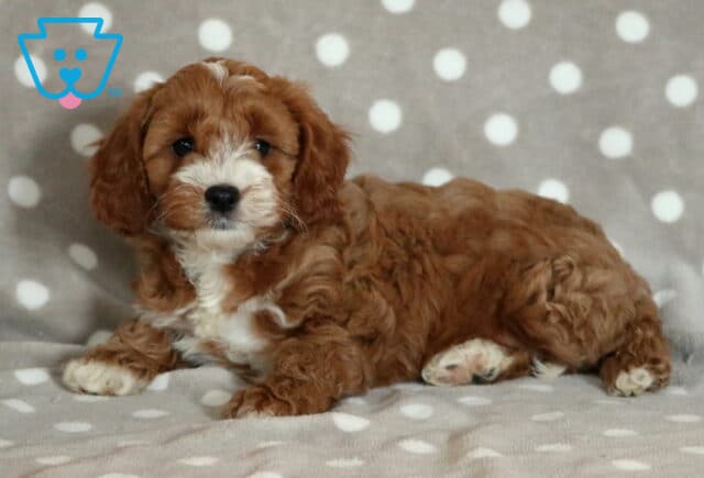 Sweet Cavapoo puppy with a curly reddish-brown coat and white markings on the chest and face, lying comfortably on a gray blanket with white polka dots. image