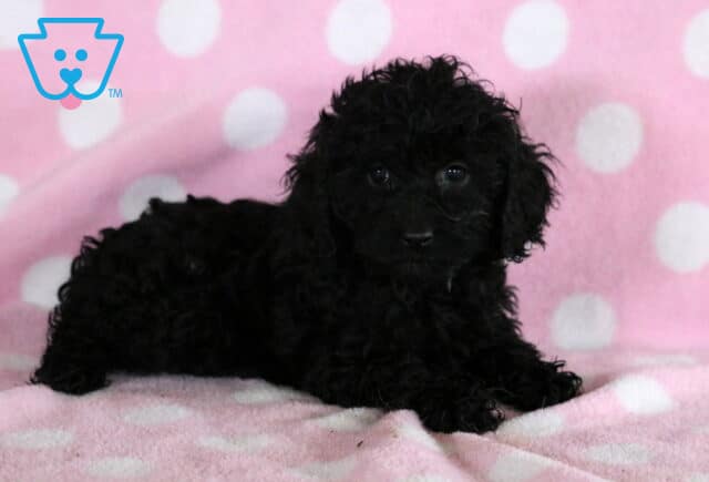 Fluffy black Cockapoo puppy lying on a soft pink polka dot blanket, with curly fur and bright eyes peeking out from the shadows. image
