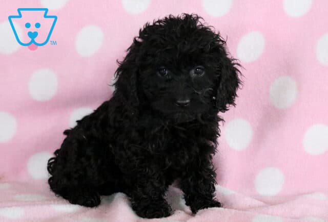 Sweet black Cockapoo puppy sitting upright on a light pink polka dot blanket, with a soft curly coat and a curious expression. image