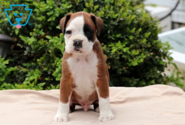 Adorable Boxer puppy with a brown and white coat and a distinctive black patch over one eye, sitting on a light blanket with green shrubs and rooftops in the background. image