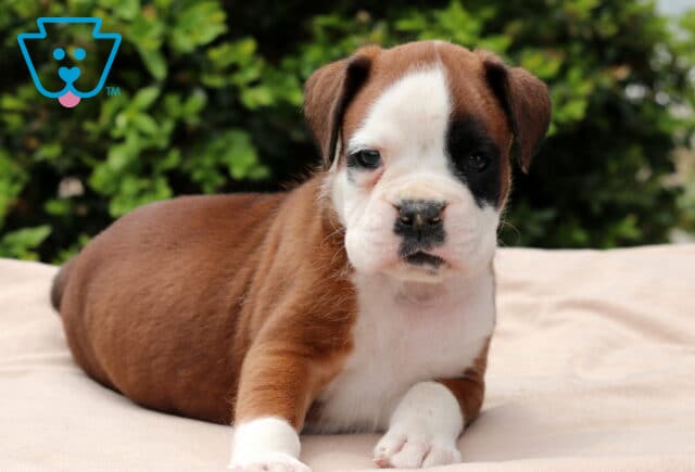 Brown and white Boxer puppy with a black eye patch lounging on a soft cream-colored blanket, gazing forward with a relaxed expression and leafy green bushes behind. image