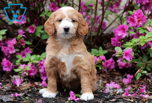 Mini Goldendoodle puppy with a white chest and paws sitting among blooming pink azaleas, looking sweet and calm. image