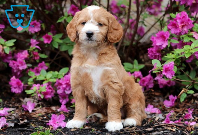 Fluffy Mini Goldendoodle puppy with white markings on the face, chest, and paws, sitting confidently in front of blooming pink azaleas. image