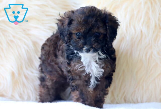 Curly-coated black and brown Cavapoo puppy with white markings on its chest and chin, standing on a white surface against a fuzzy cream backdrop. image
