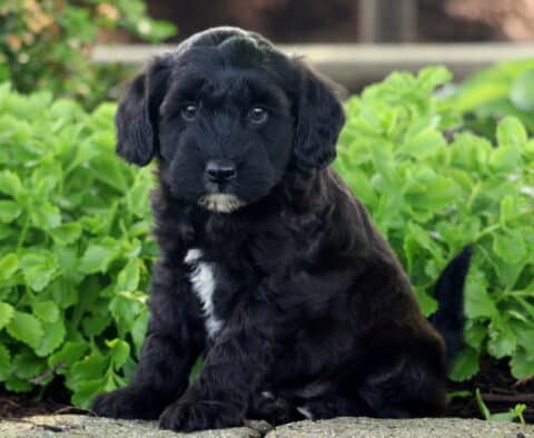 Fluffy black Mini Whoodle puppy with a white patch on its chest and chin, sitting on a sidewalk in front of leafy green plants.