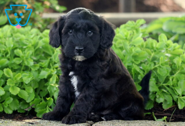 Fluffy black Mini Whoodle puppy with a white patch on its chest and chin, sitting on a sidewalk in front of leafy green plants. image