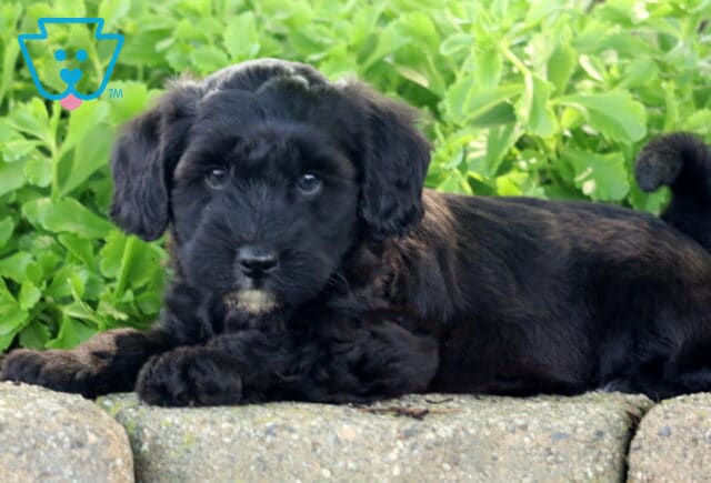 Adorable black Mini Whoodle puppy with light markings on its chin and paw, lying on a stone ledge in front of bright green foliage. image
