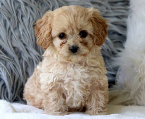 Adorable light cream Cavapoo puppy with curly fur and tan ears, sitting on a white blanket in front of a fluffy gray and white pillow backdrop.