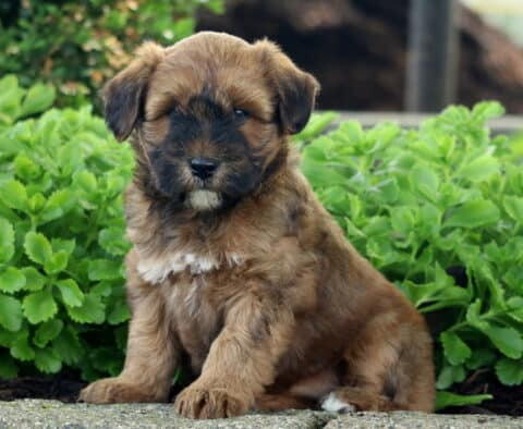 Fluffy brown Mini Whoodle puppy with a dark muzzle and white chest patch, sitting on a stone surface in front of lush green plants.