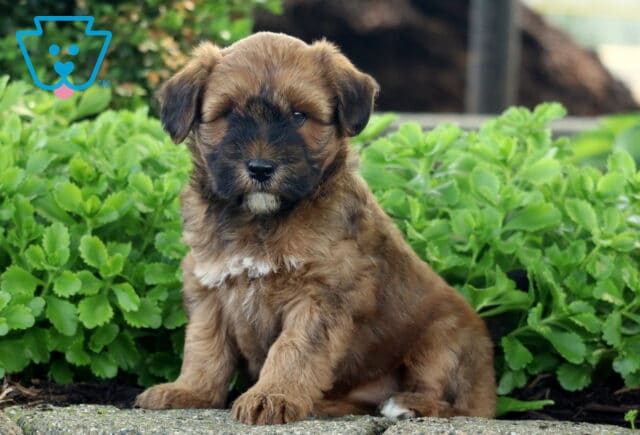 Fluffy brown Mini Whoodle puppy with a dark muzzle and white chest patch, sitting on a stone surface in front of lush green plants. image