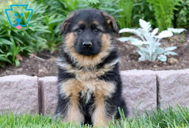 Handsome black and tan German Shepherd puppy sitting calmly in the grass, with a garden of leafy green plants and a stone wall behind him. image