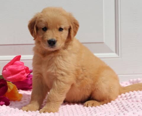 Tabby Golden