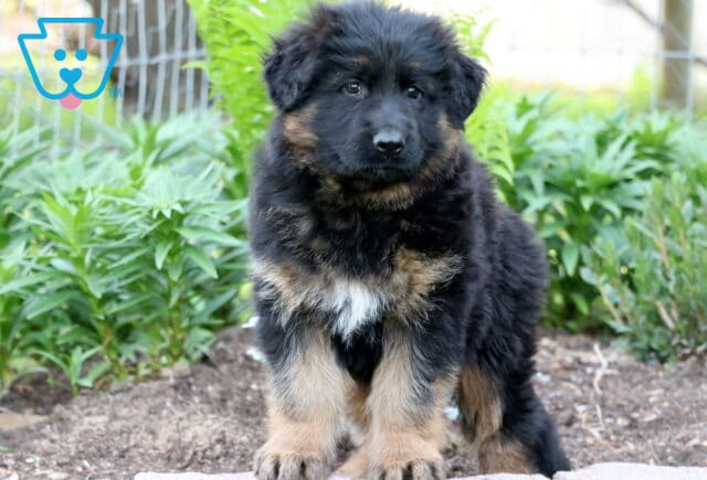 Fluffy German Shepherd puppy standing proudly on a stone edge, with a thick black and tan coat and a garden full of greenery in the background. image