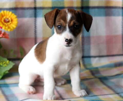 Tommy Jack Russell2
