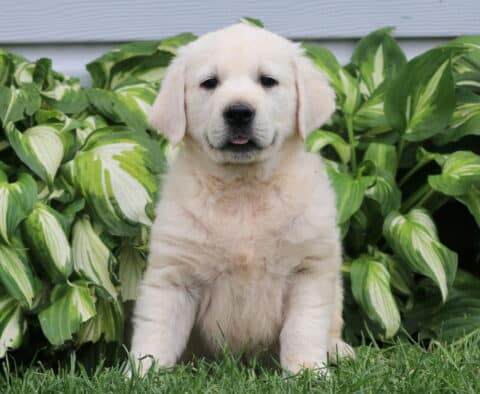 Adorable English Cream Golden Retriever puppy sitting upright in the grass, with a soft white coat and tiny tongue showing, surrounded by lush hosta plants.