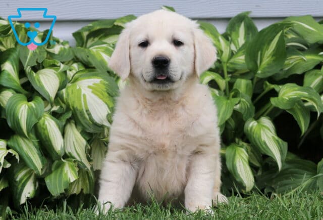 Adorable English Cream Golden Retriever puppy sitting upright in the grass, with a soft white coat and tiny tongue showing, surrounded by lush hosta plants. image