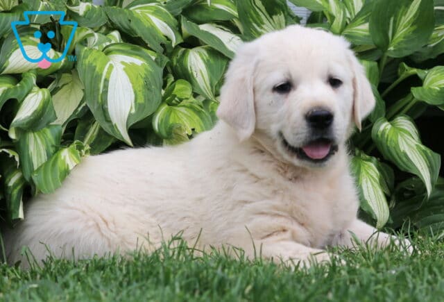 Smiling English Cream Golden Retriever puppy with a pale fluffy coat laying in the grass, nestled in front of variegated green and white hosta plants. image