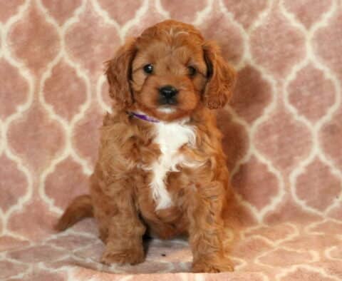 Adorable Cavapoo puppy with a curly reddish-brown coat and white chest patch sitting on a patterned pink blanket background, wearing a purple collar.