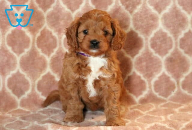 Adorable Cavapoo puppy with a curly reddish-brown coat and white chest patch sitting on a patterned pink blanket background, wearing a purple collar. image