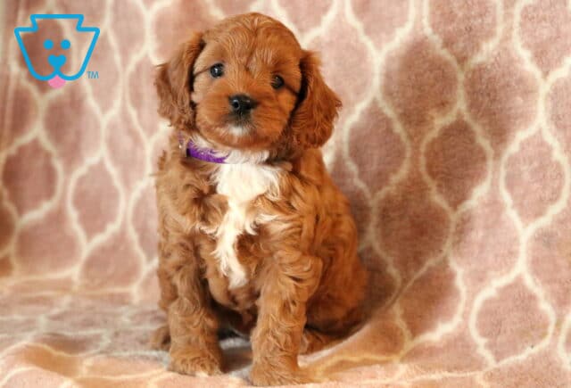 Sweet Cavapoo puppy with a fluffy reddish-brown coat and white markings on the chest, wearing a purple collar and sitting against a soft pink patterned backdrop. image