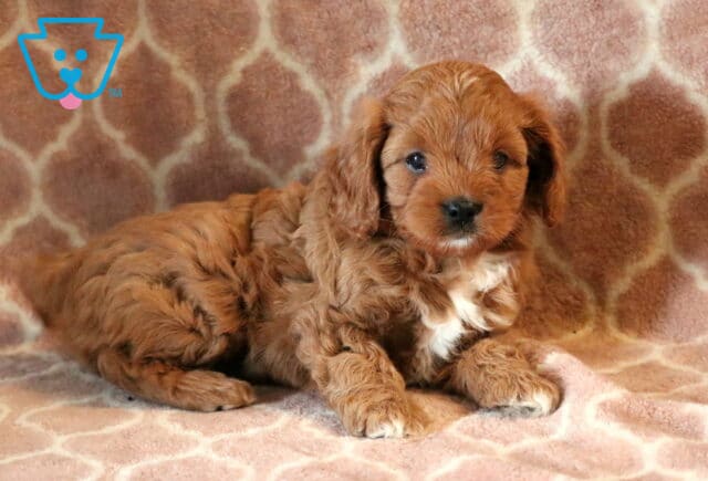 Fluffy Cavapoo puppy with a rich reddish-brown coat and white chest patch lying down on a pink patterned blanket, looking curiously at the camera. image