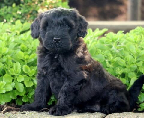 Curly-coated black Mini Whoodle puppy with a small white patch on its chest, sitting upright on a stone surface with vibrant green plants in the background.