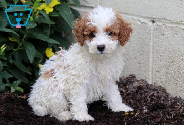 Mini Poodle puppy with curly white fur and apricot markings sits on mulch beside a yellow flowering bush and a light concrete wall. image