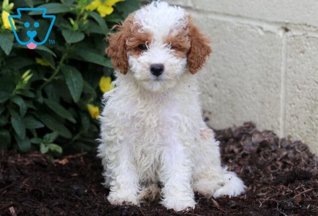 Fluffy Mini Poodle puppy with white and apricot curls sits on dark mulch beside a yellow flower bush and a light-colored wall. image