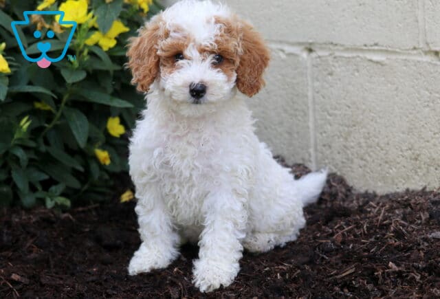 White Mini Poodle puppy with apricot markings on its ears and around one eye sits alertly on mulch beside yellow flowers and a light concrete wall. image