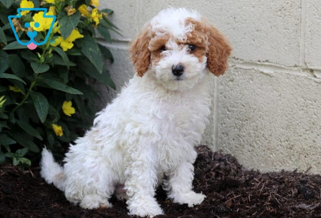 Fluffy white and apricot Mini Poodle puppy sits on mulch beside yellow flowers and a concrete wall, looking slightly over its shoulder. image