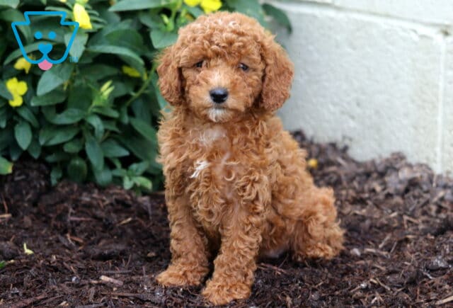 Mini Poodle puppy with a curly apricot coat sits on mulch near green foliage and yellow flowers, looking calmly at the camera. image