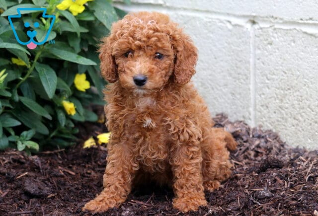 Fluffy Mini Poodle puppy with a rich reddish coat sits on dark mulch beside blooming yellow flowers and a light-colored wall. image