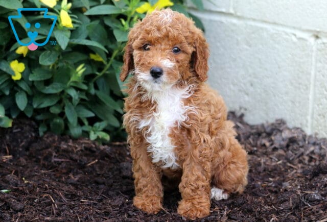 Adorable Mini Poodle puppy with rich apricot curls and a white chest sits attentively on mulch beside a green plant with bright yellow flowers. image