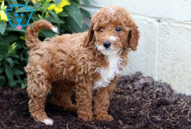 Curly-coated Mini Poodle puppy with a reddish-apricot coat and white markings stands alert on mulch near a flowerbed with yellow blooms. image