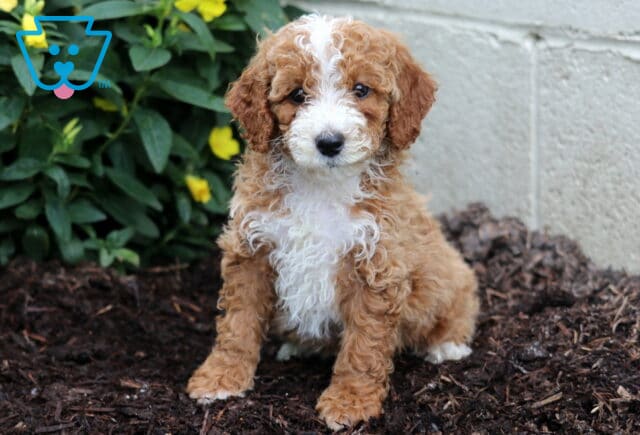 Apricot Mini Poodle puppy with a white chest and a blaze of white on its face sits on dark mulch near a flowering plant and light-colored wall. image
