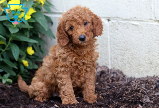 Apricot Mini Poodle puppy with tight curls sits on mulch, head slightly tilted, in front of a light wall and yellow flowers with green foliage. image