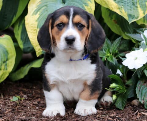 Adorable Basset Hound mix puppy with a black, white, and tan coat and a blue collar, sitting alertly on mulch next to white flowers and large green hosta leaves.
