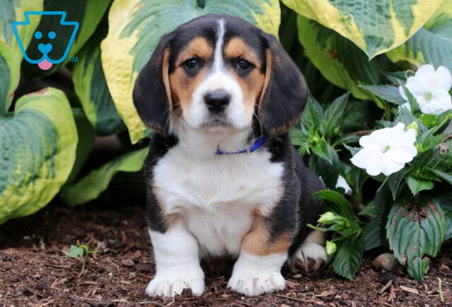 Adorable Basset Hound mix puppy with a black, white, and tan coat and a blue collar, sitting alertly on mulch next to white flowers and large green hosta leaves. image