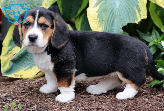 Basset Hound mix puppy with a sleek black, tan, and white coat standing on mulch in front of large green and yellow hosta plants, looking curiously at the camera. image