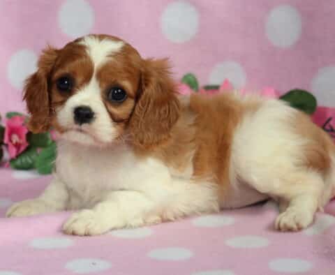 Cavalier King Charles Spaniel puppy with a soft white and chestnut coat lying on a pink polka dot blanket, surrounded by artificial pink flowers and lush green leaves.