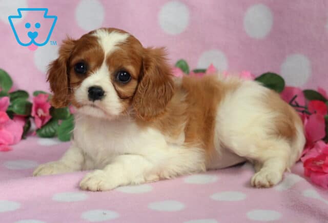 Cavalier King Charles Spaniel puppy with a soft white and chestnut coat lying on a pink polka dot blanket, surrounded by artificial pink flowers and lush green leaves. image