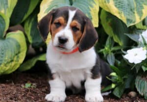 Tricolor Basset Hound mix puppy with floppy ears and a white blaze on its face sitting in front of green and yellow hosta plants.