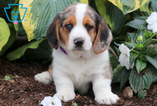 Merle Basset Hound mix puppy with a white blaze and soft tan markings sits attentively on mulch, wearing a purple collar near leafy plants and white flowers. image
