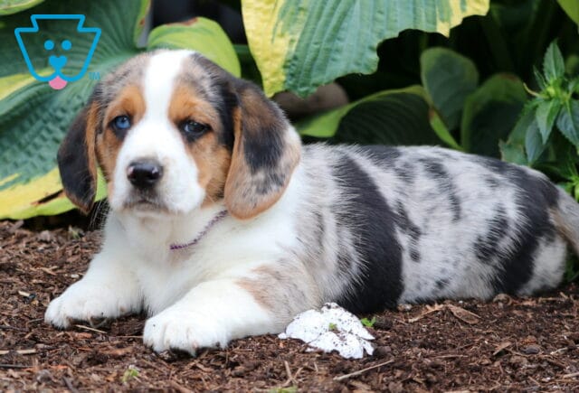 Merle Basset Hound mix puppy with a lavender collar and striking blue eyes lying down on mulch near green hosta leaves, looking relaxed and calm. image