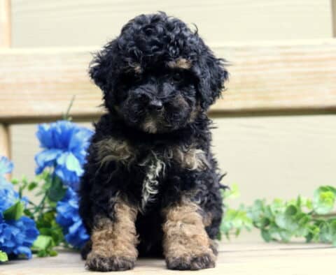 Curly-coated Mini Poodle puppy with black and tan fur sits sweetly on a wooden bench surrounded by green plants and bright blue flowers, looking directly at the camera with a calm expression.