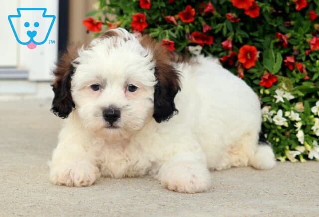 Fluffy Shihpoo puppy with a mostly white coat and dark brown ears, lying down on a concrete surface next to a vibrant flower bed with red and white blooms. image