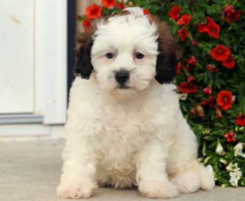 Adorable Shihpoo puppy with a fluffy cream-colored coat and dark brown ears, sitting on a concrete surface beside a cluster of bright red and white flowers.